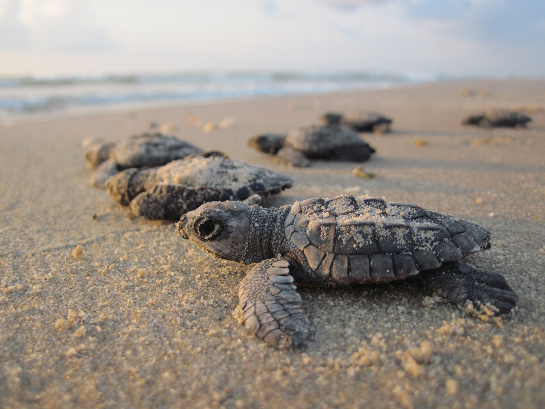NPS KempsRidley Hatchlings